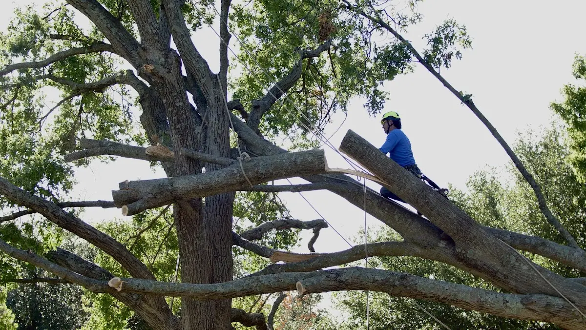 Professional Hazardous Tree Removal performed by certified arborists in Tontitown